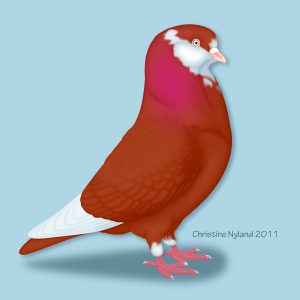 American Show Roller - Red