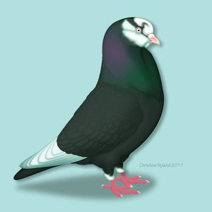 American Show Roller - Black